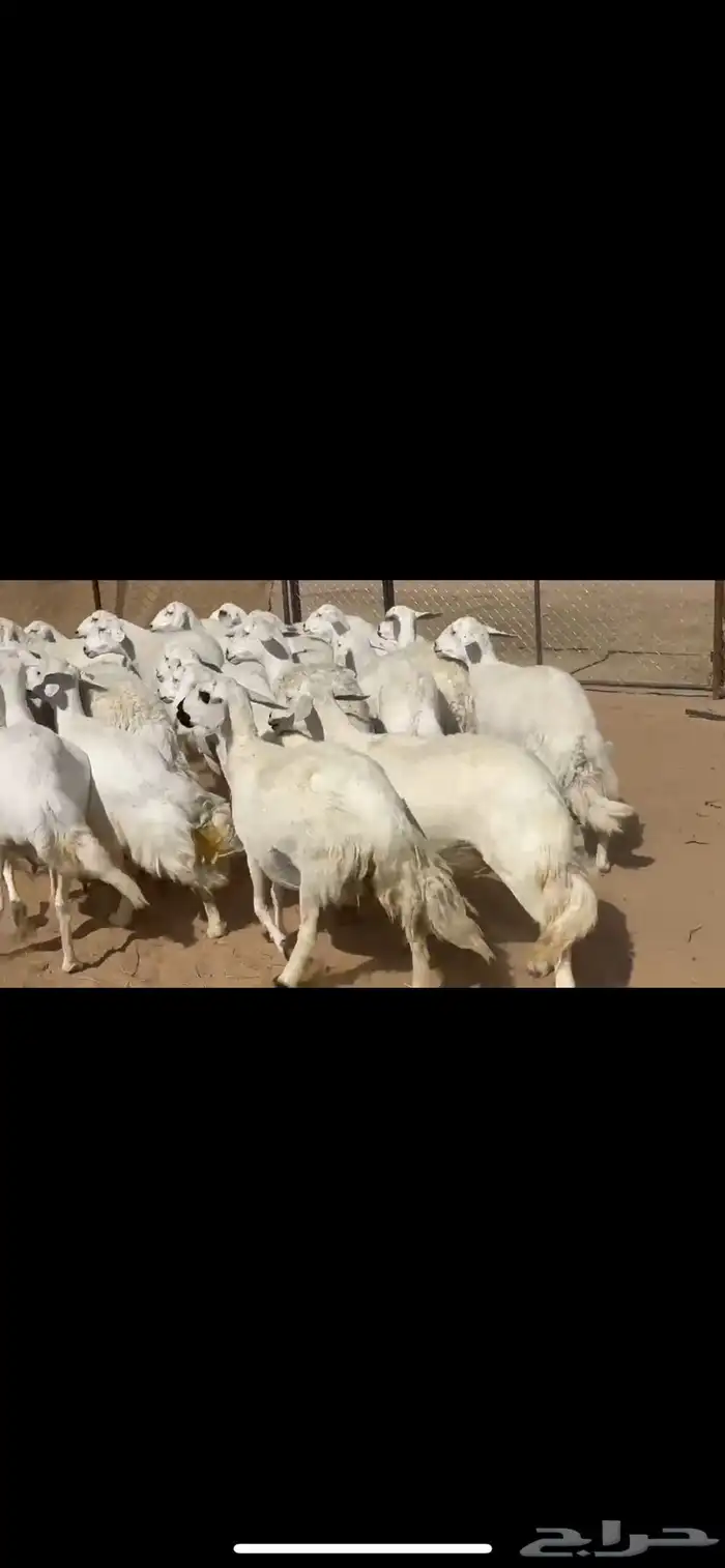 ضان حرش صنف الصنف 1