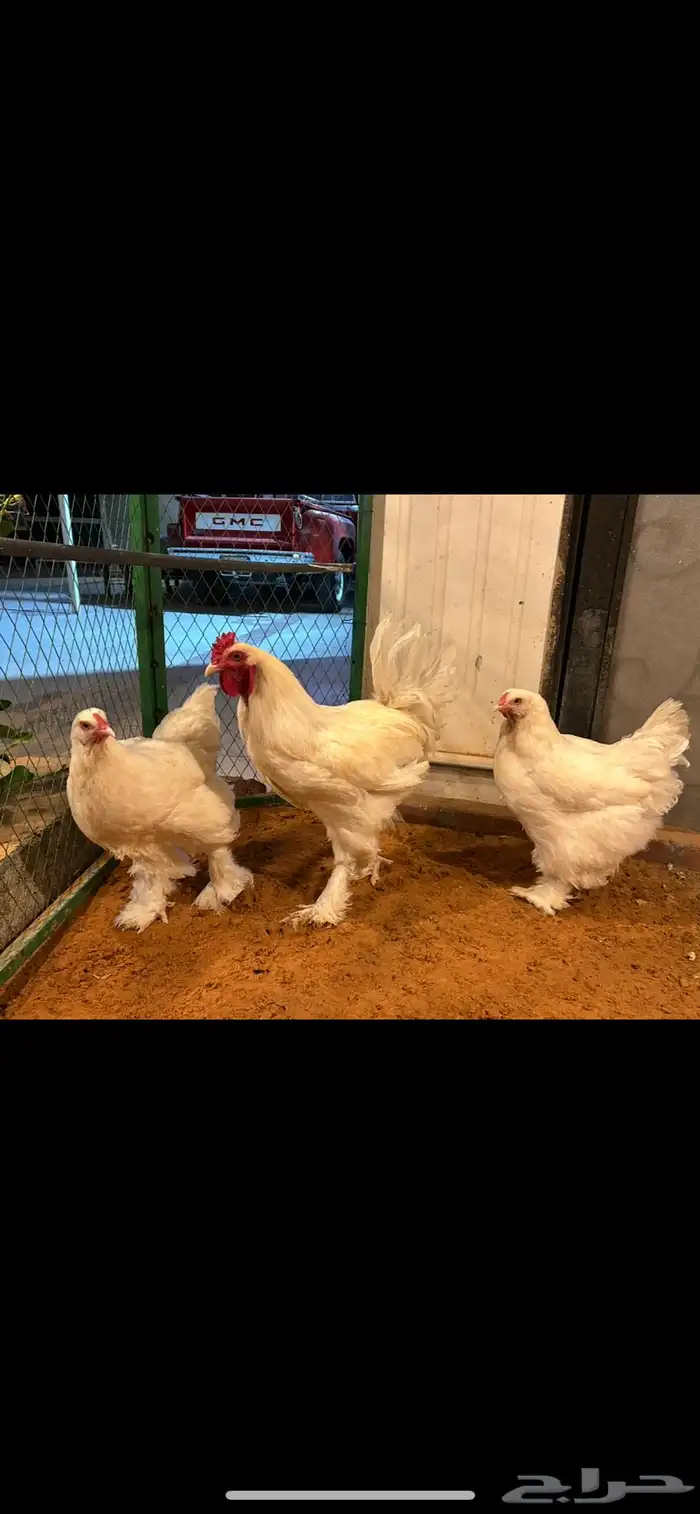 براهما ابيض صك 1