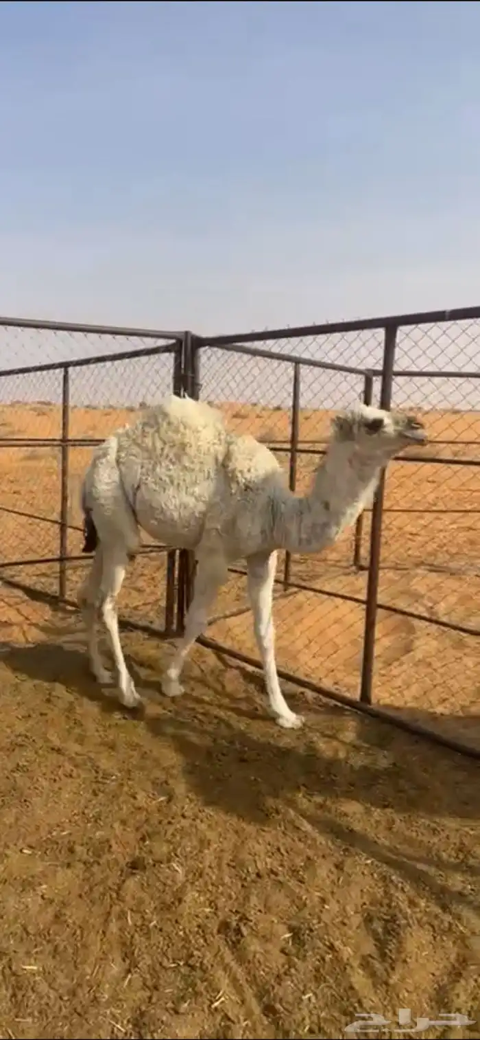 بكره للببع 0