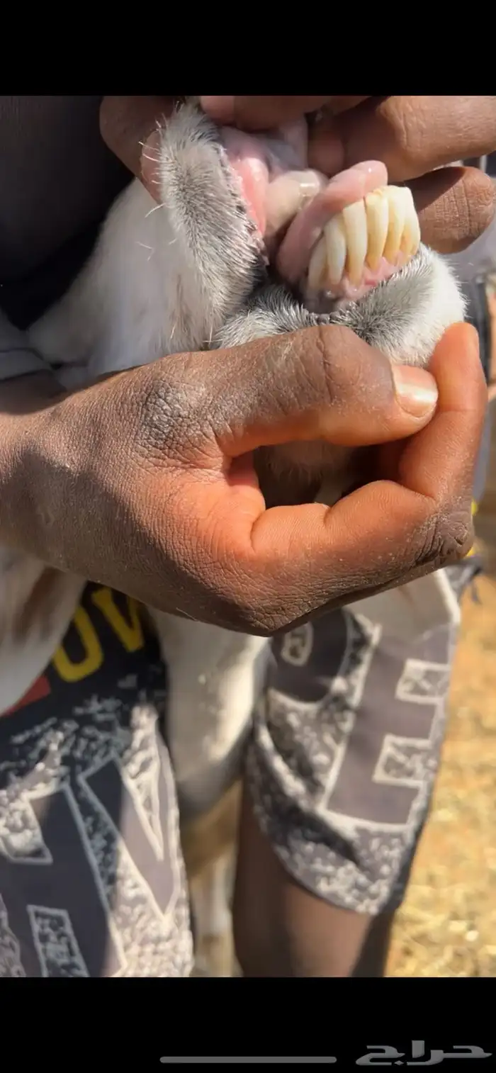 حريه دافع بيع سمح 4