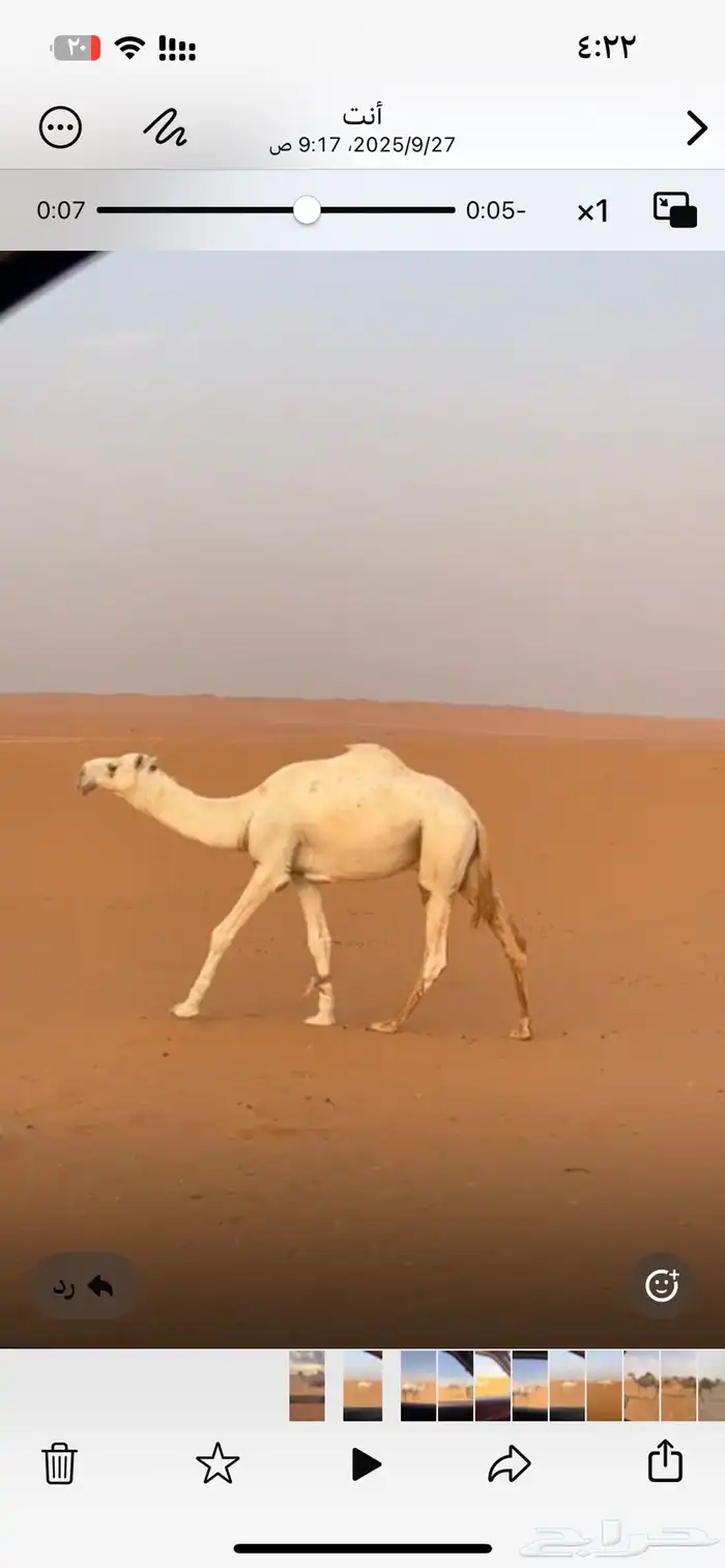 للبيع البعير 1