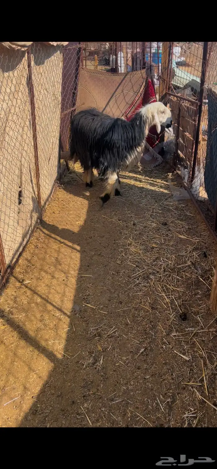 رخل نجديه جذعه 0