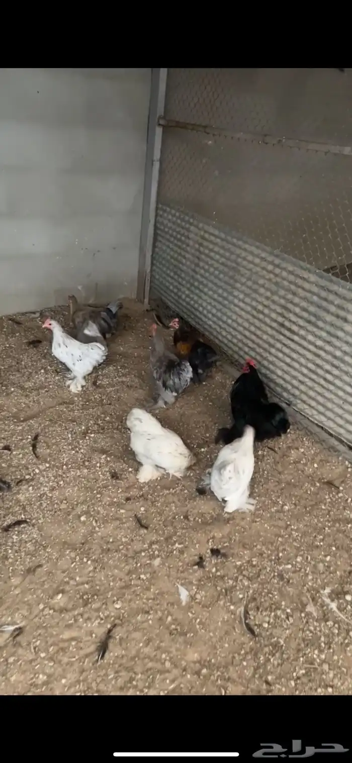 للبيع دجاج و ديوك كوشن 1
