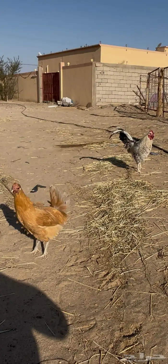 لبيع ديك و دجاجه 1