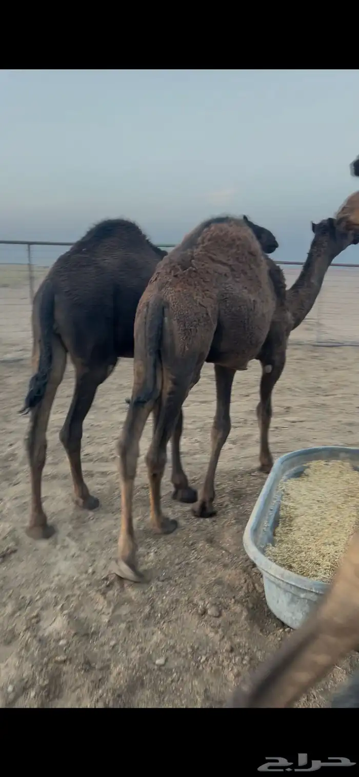 قعدان لبانيه تحت امهاتها 2