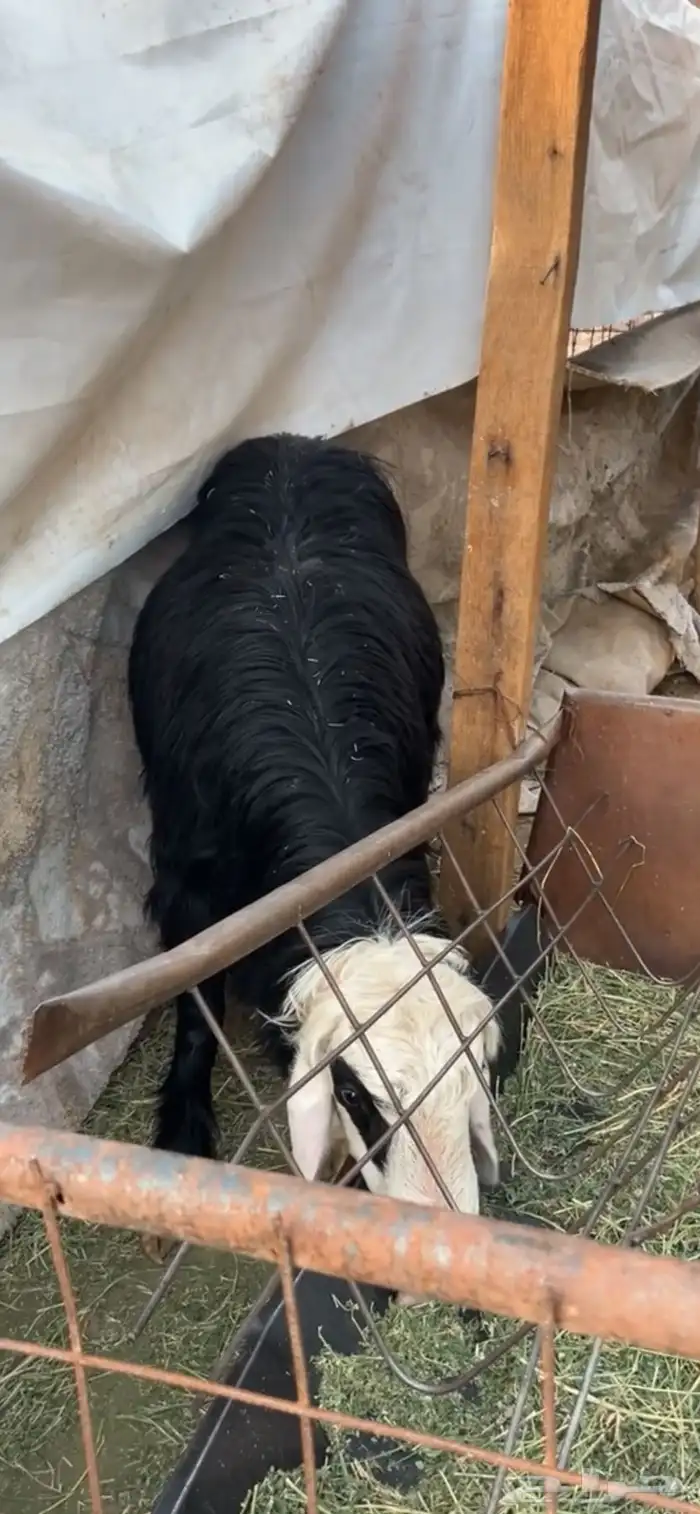 طلي جبر جذع 2