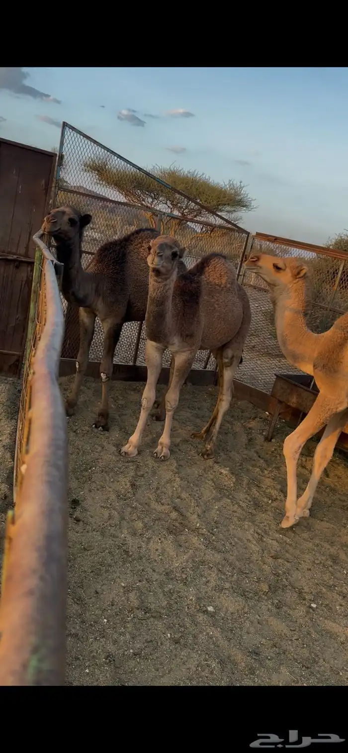 قعدان للبيع مفاريد 4