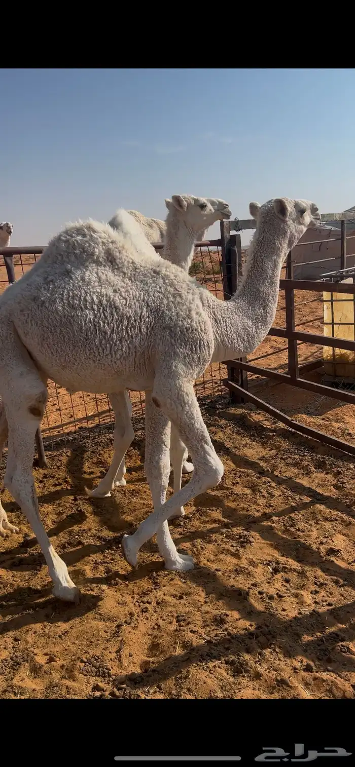 قعدان للبيع 3