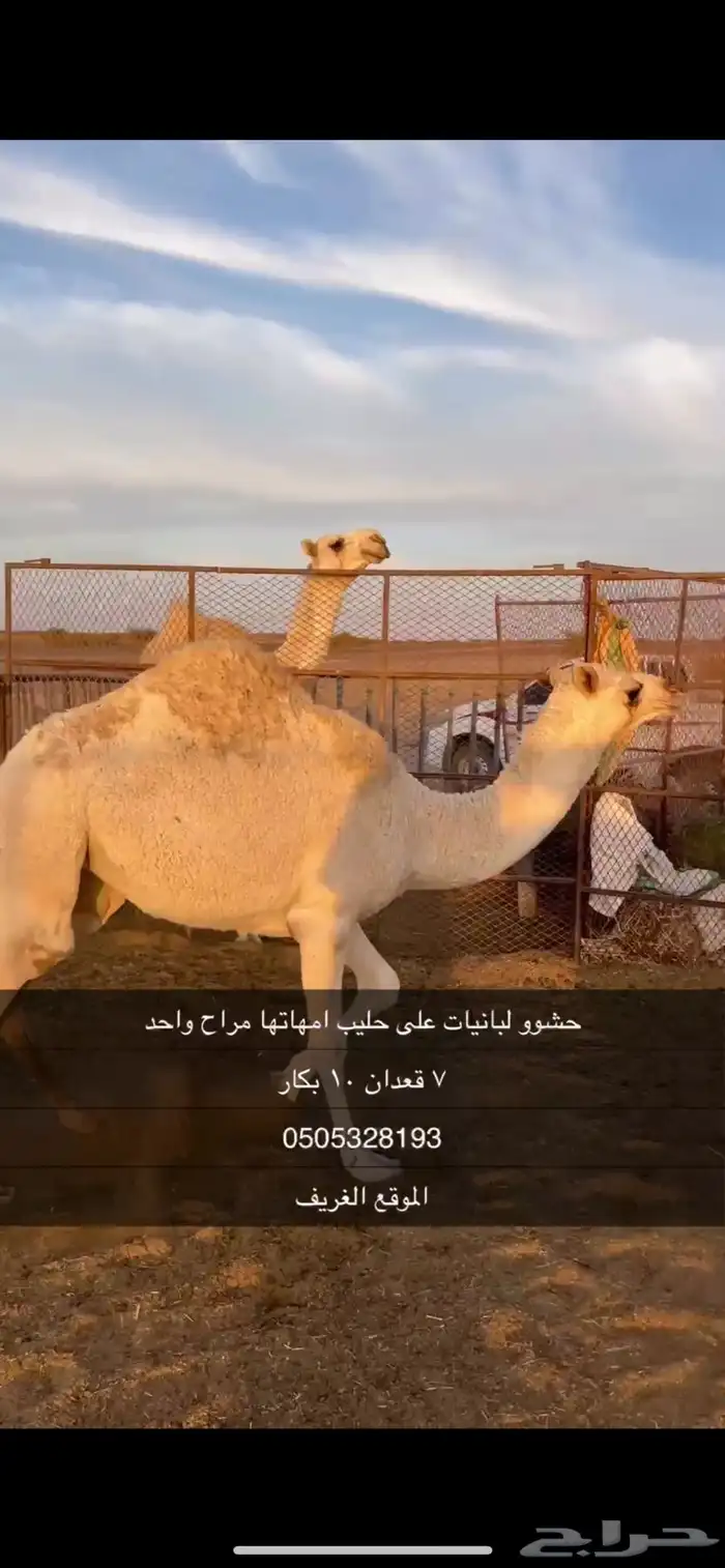 حشو على حليب فل شحم واطيب من التصوير 4