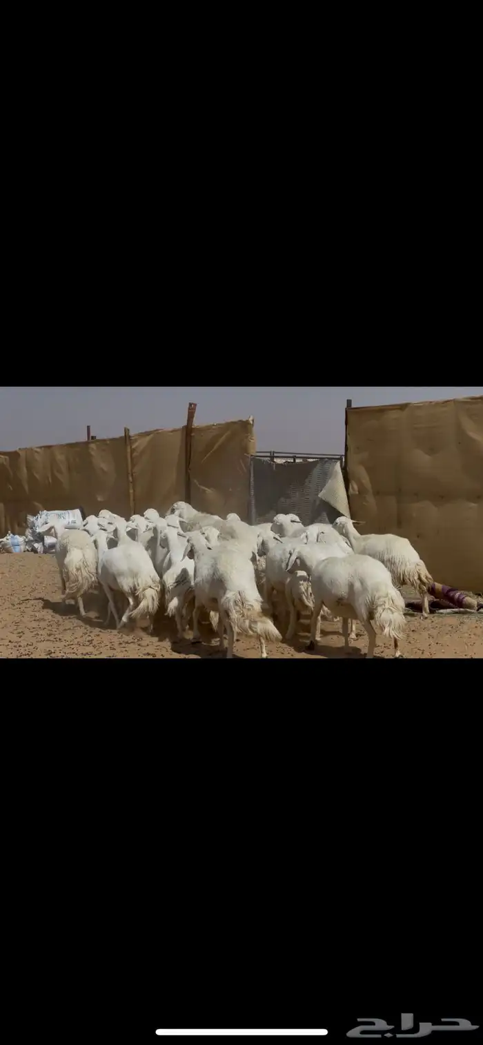 ضان حرش صنف الصنف 8