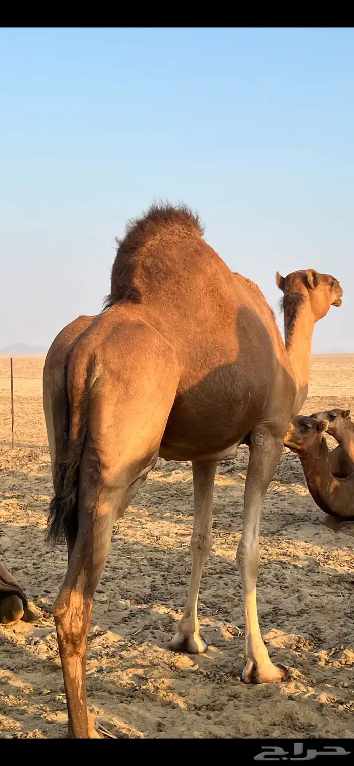 ناقة حمراء 1