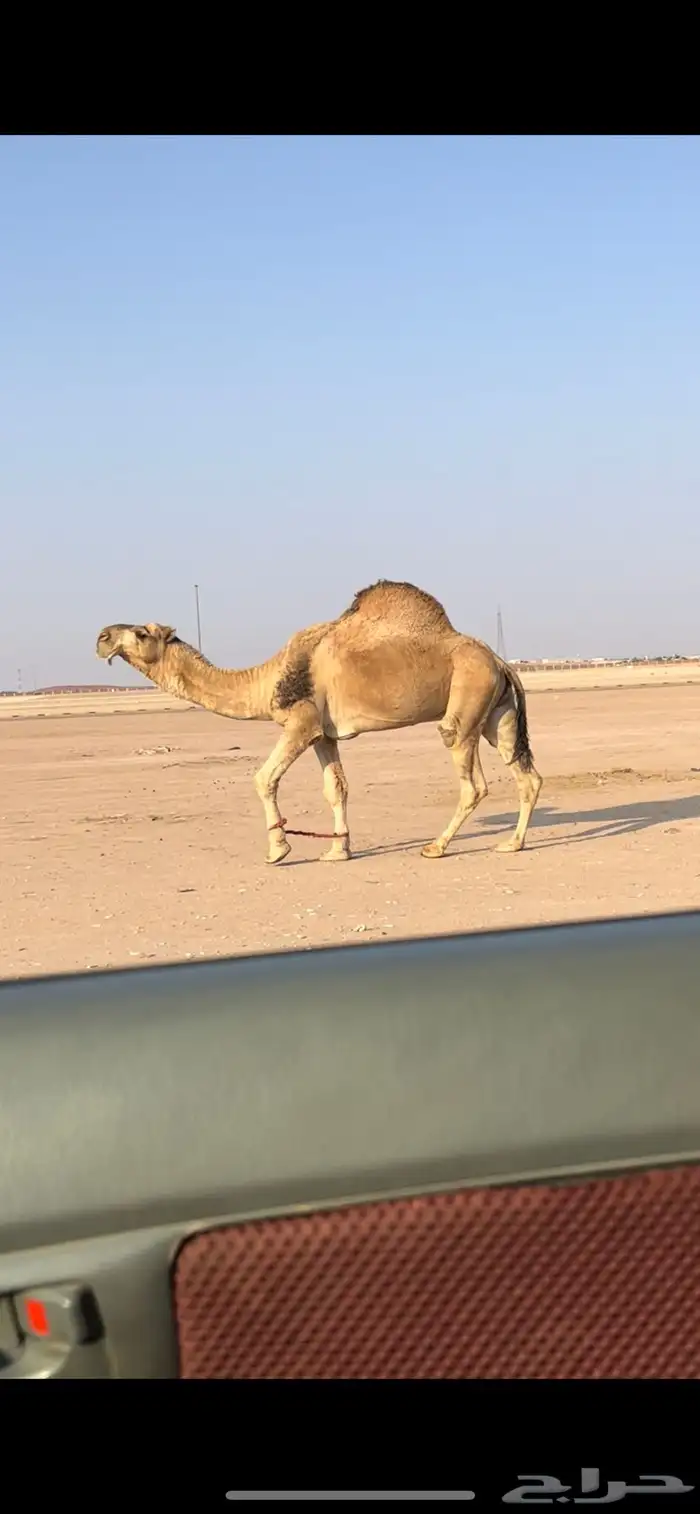 فحل رماني كفو طفاح وممشى وطبع 3