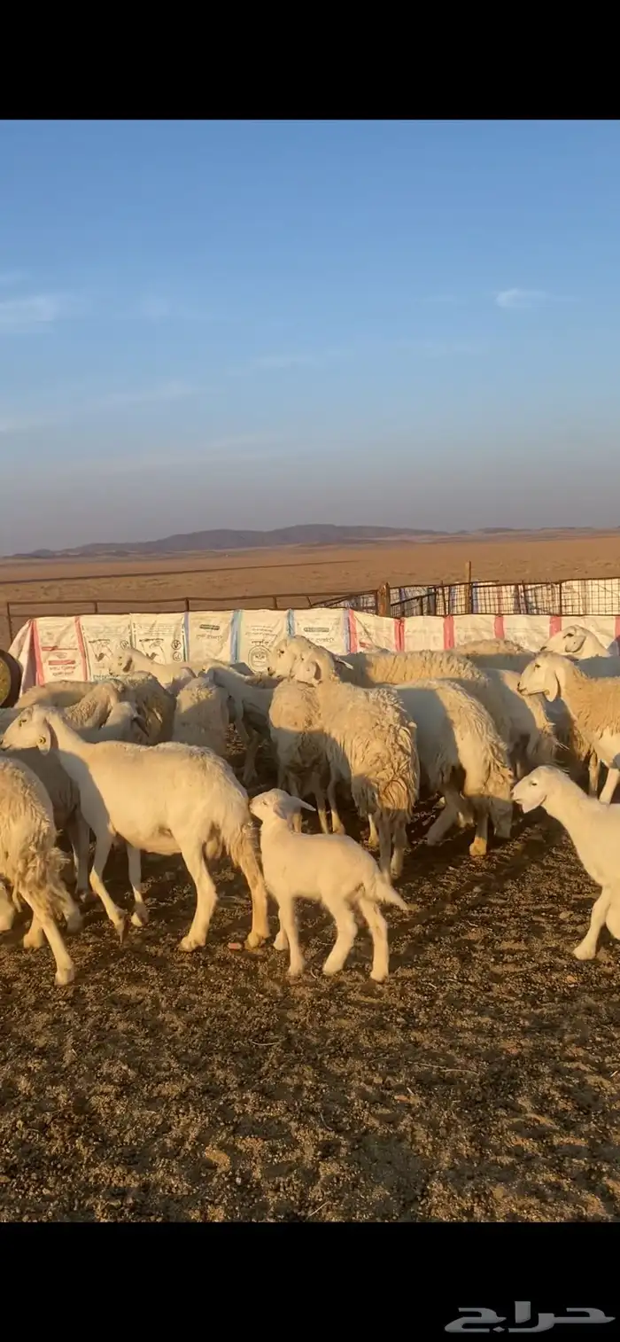 غنم خلفات 1