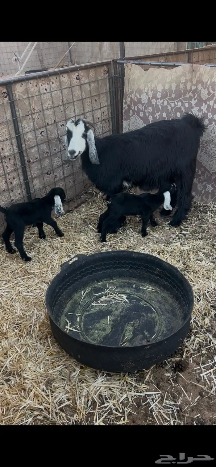 عنز خلفه طيبه معها تيس وجفره ديسها مورم خفيف 1