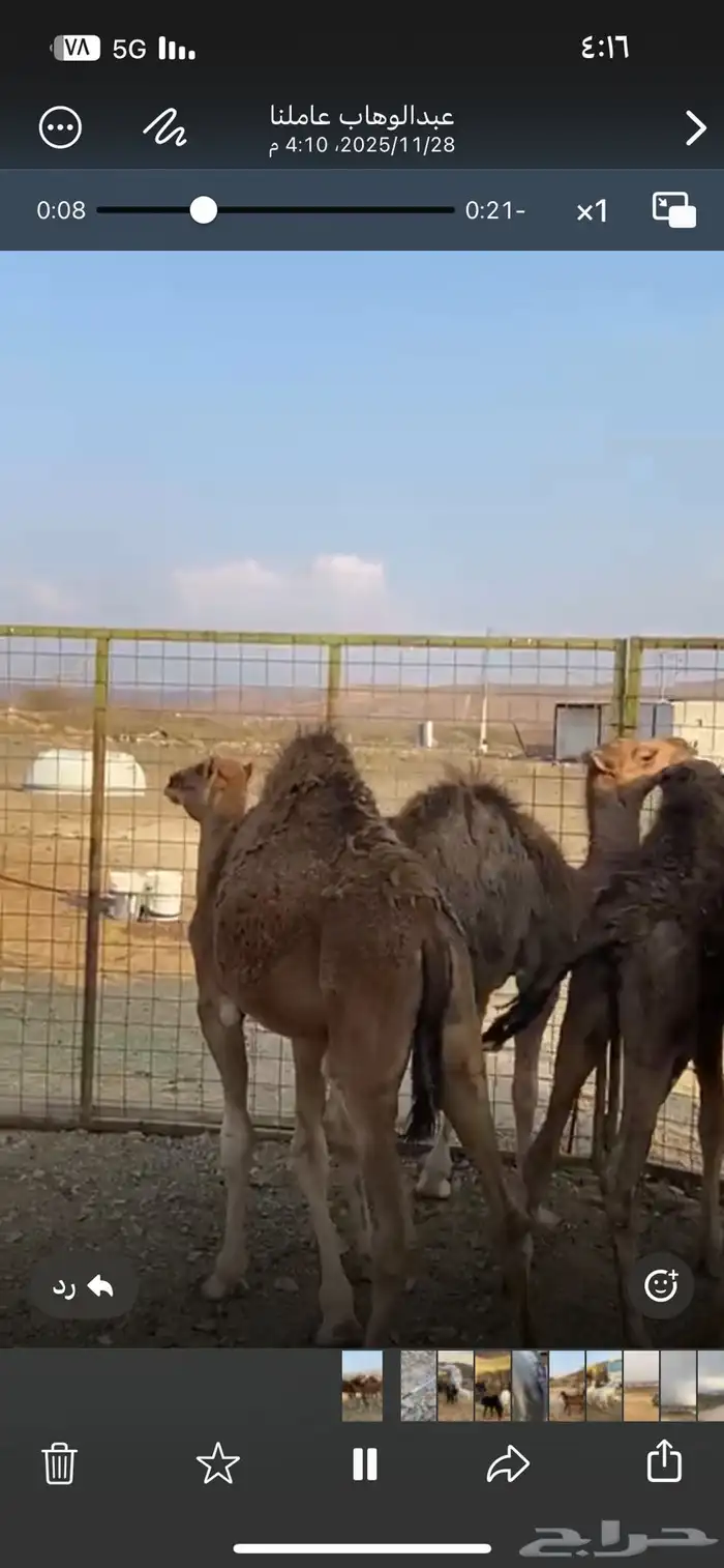 قعدان للبيع 2