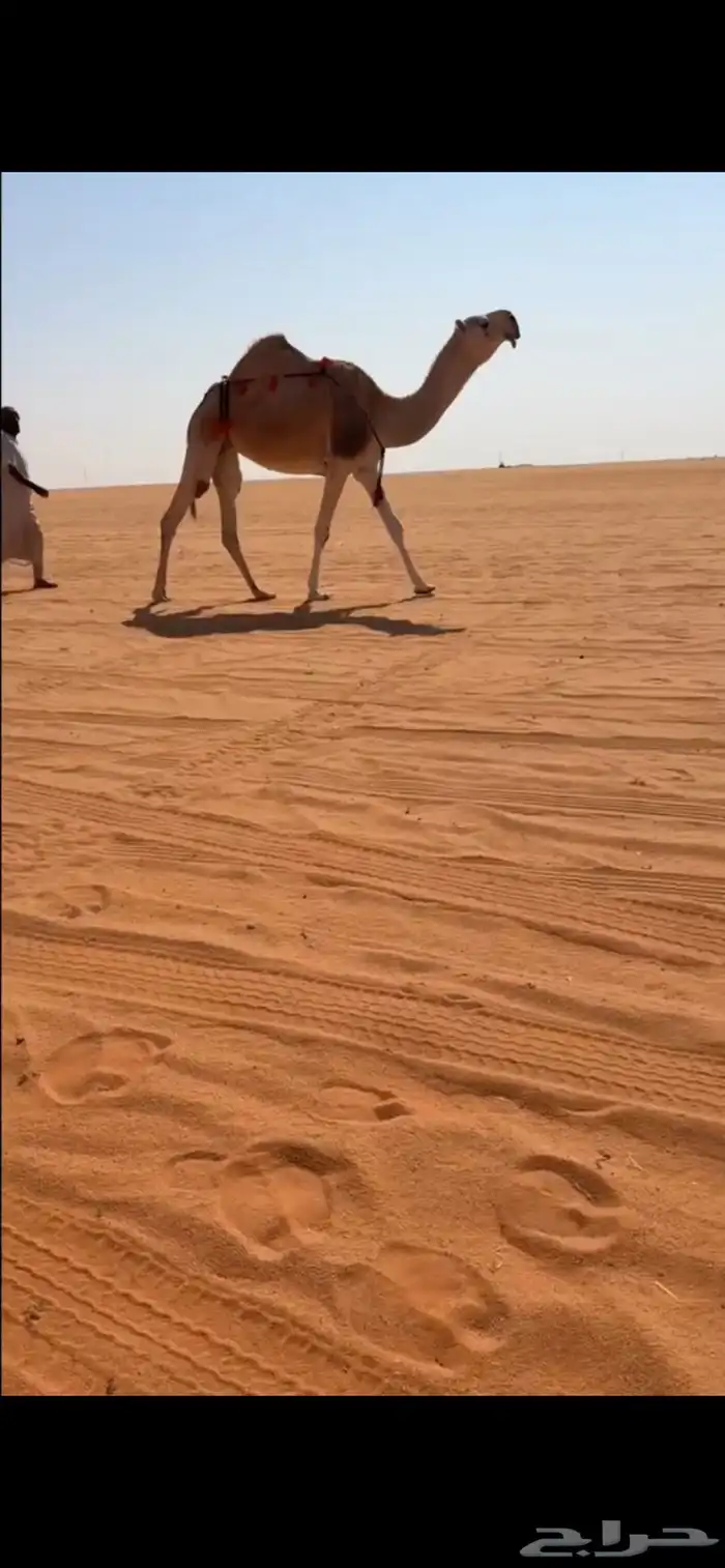 معشر كفو يهل الزين 0