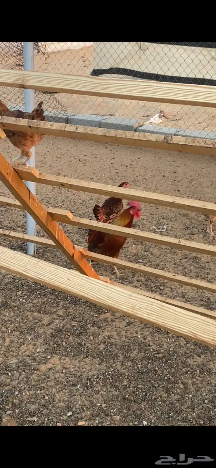 دجاج وديوك للبيع 4