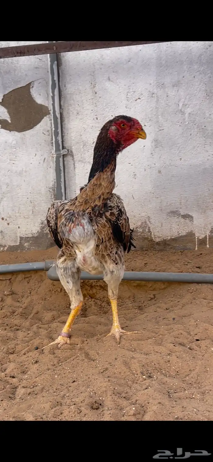 ديك ودجاجه شامويباني 1