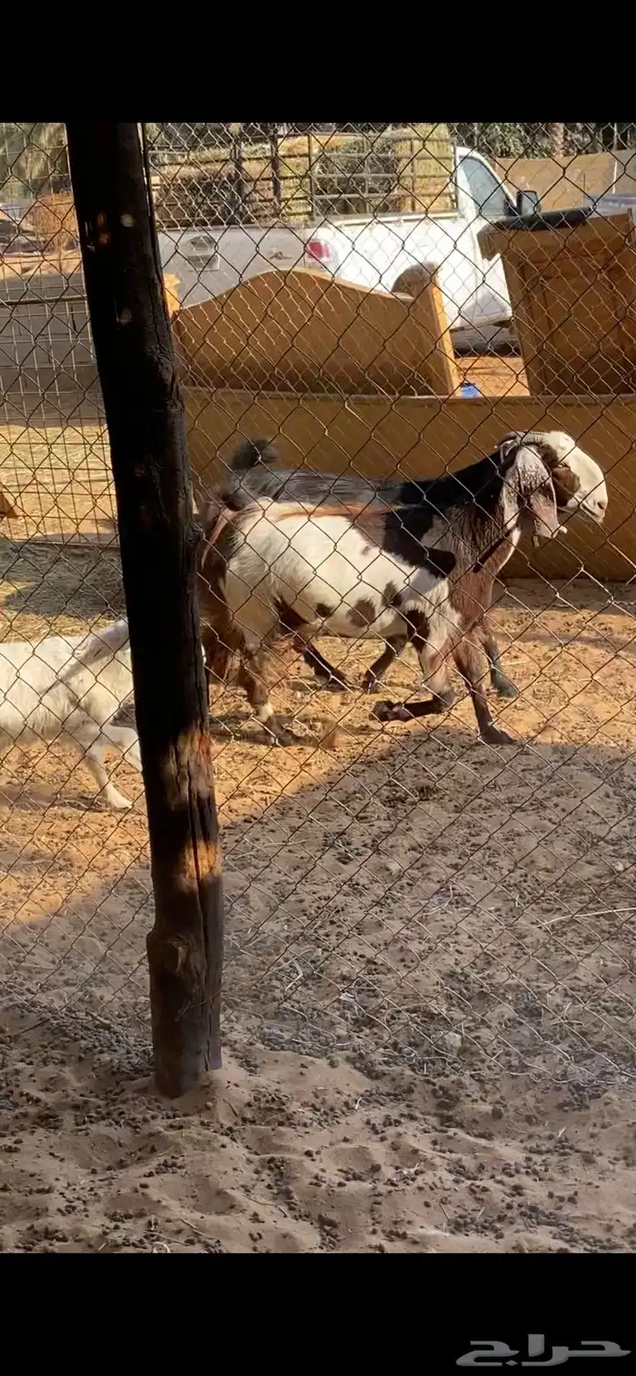 معزاء توه مثنيات مغلقات شحم ويمكن دفيع 1