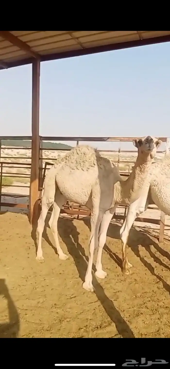 للبيع قعودين مفاريد على الحليب 1