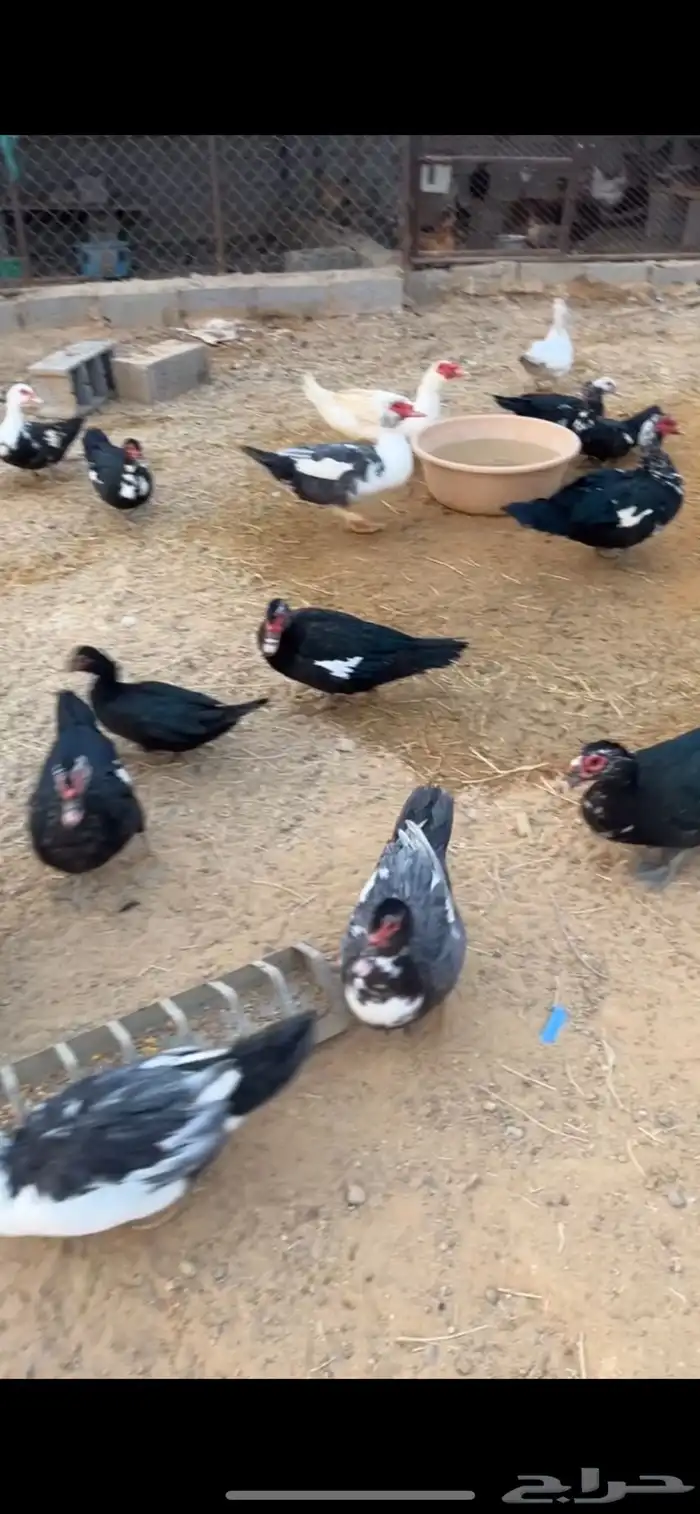 بط مصري للبيع 0