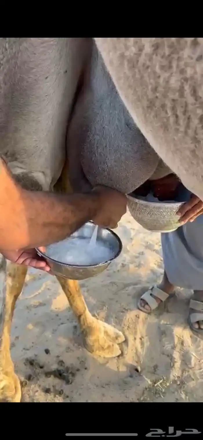 خلفه مناح رقم واحد تعبي سطل 2