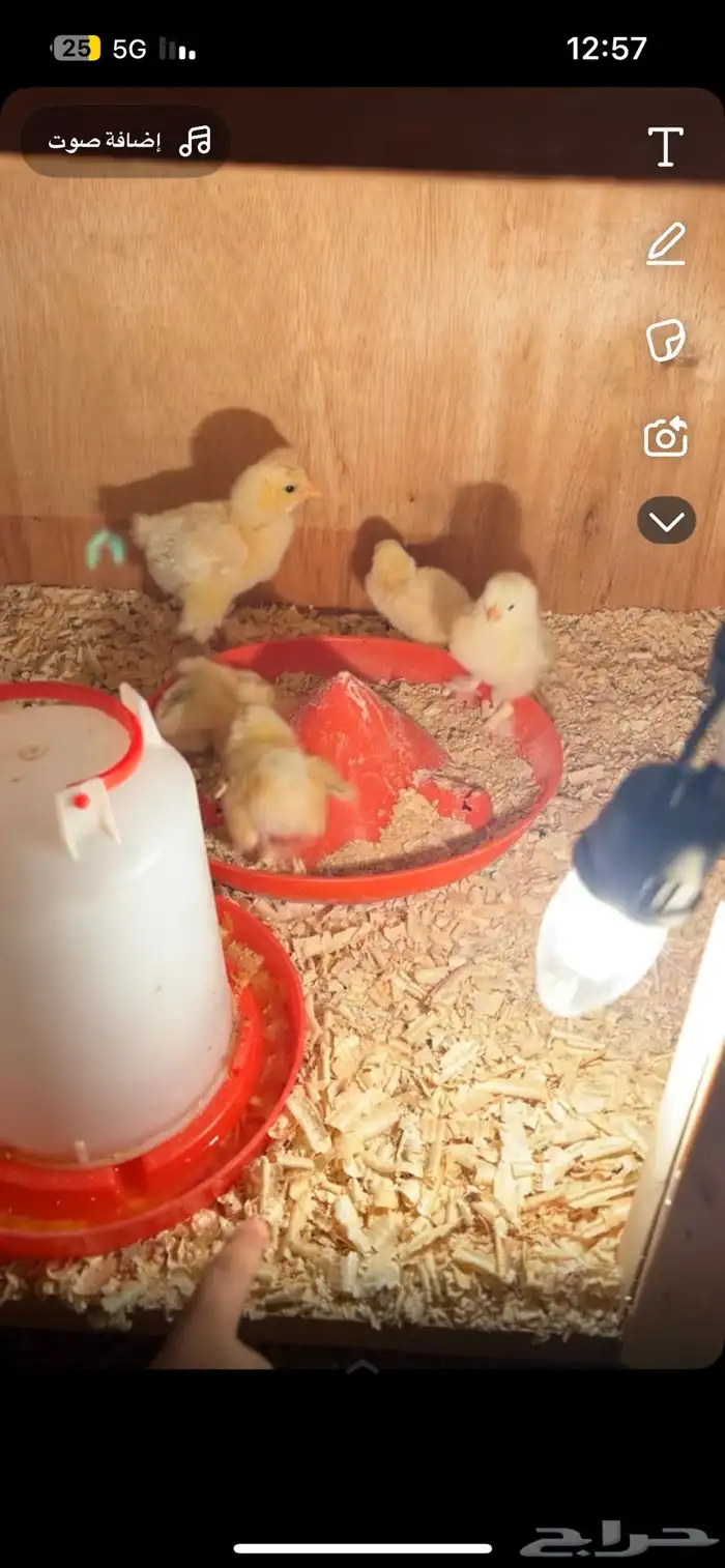 براهما ابيض صك 6