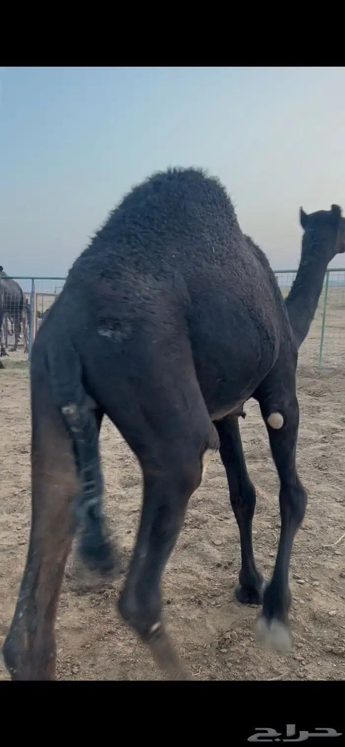 قعدان لبانيه تحت امهاتها 3