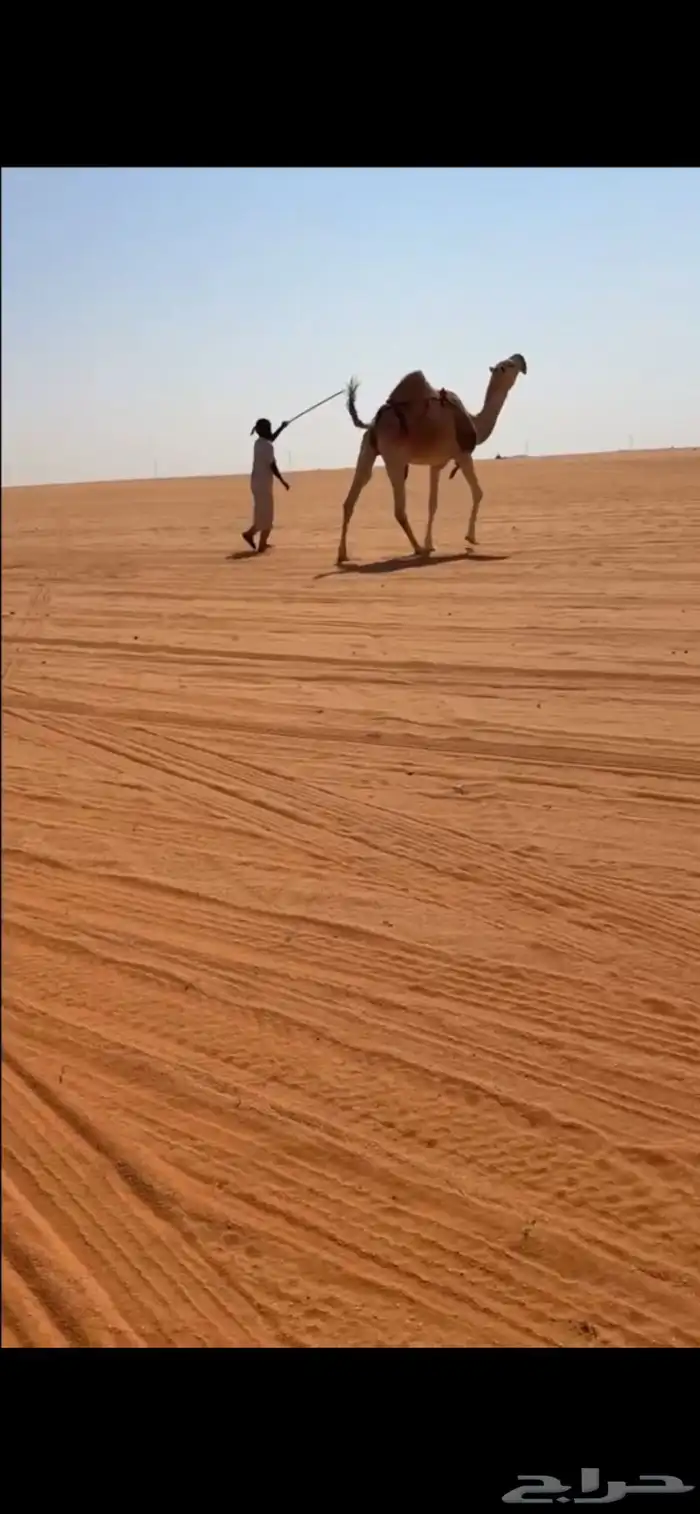 معشر كفو يهل الزين 2