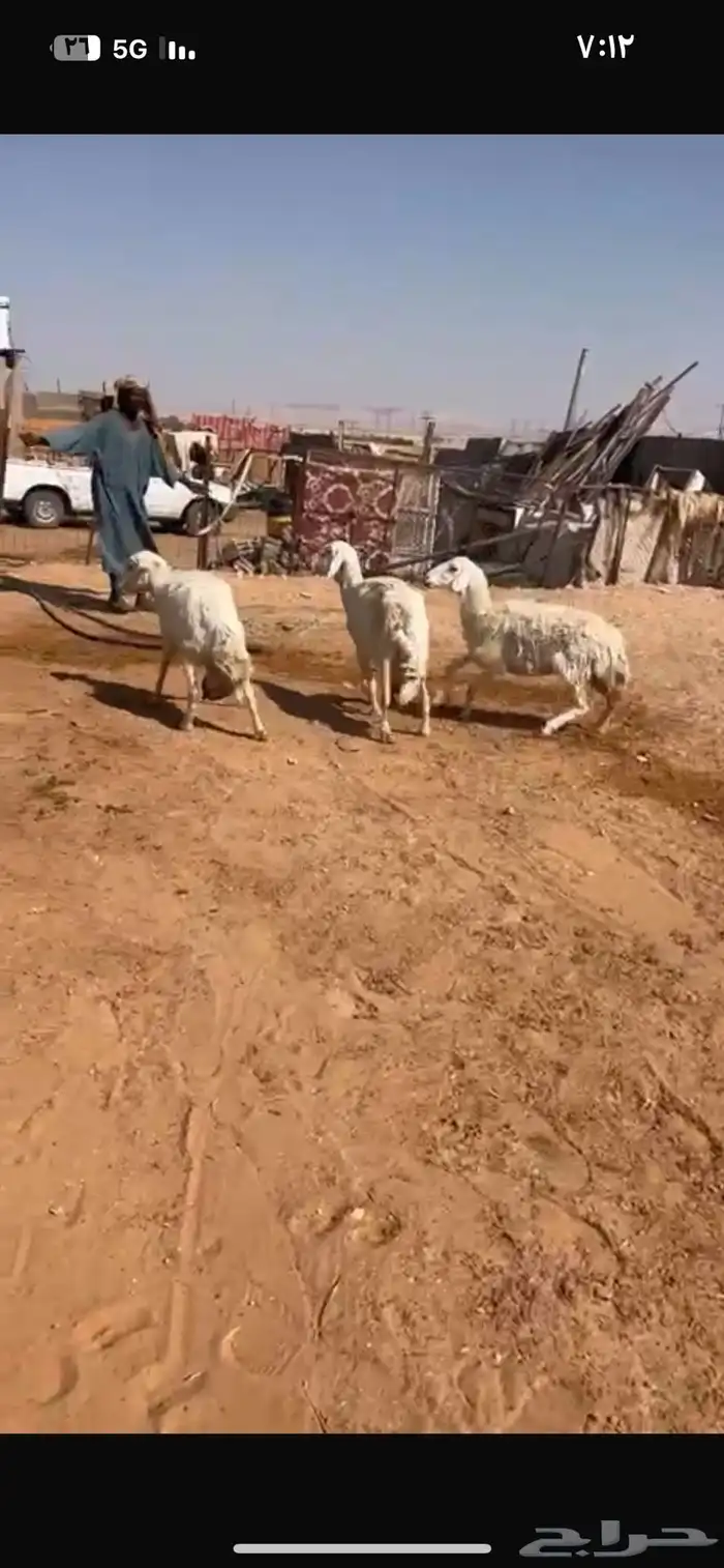 للبيع شياه 0