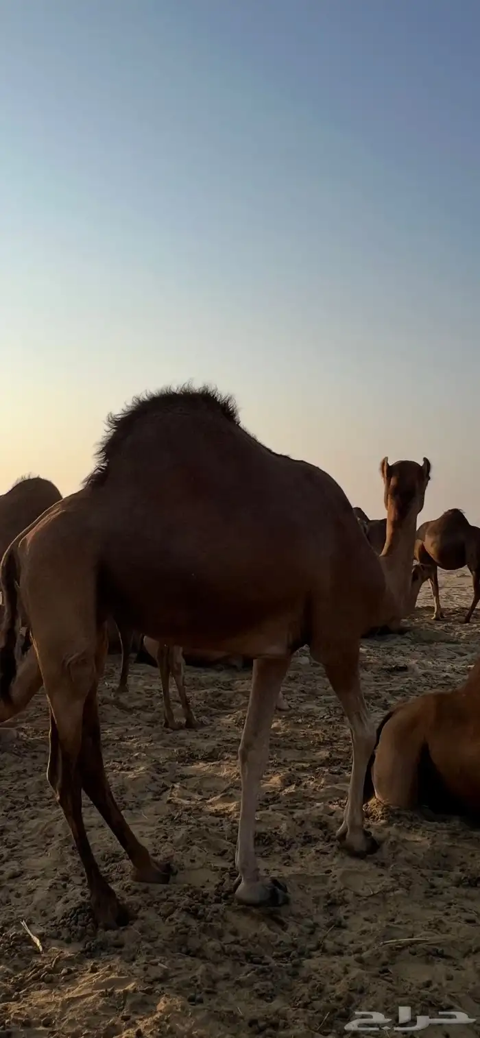 ناقة حمراء 4