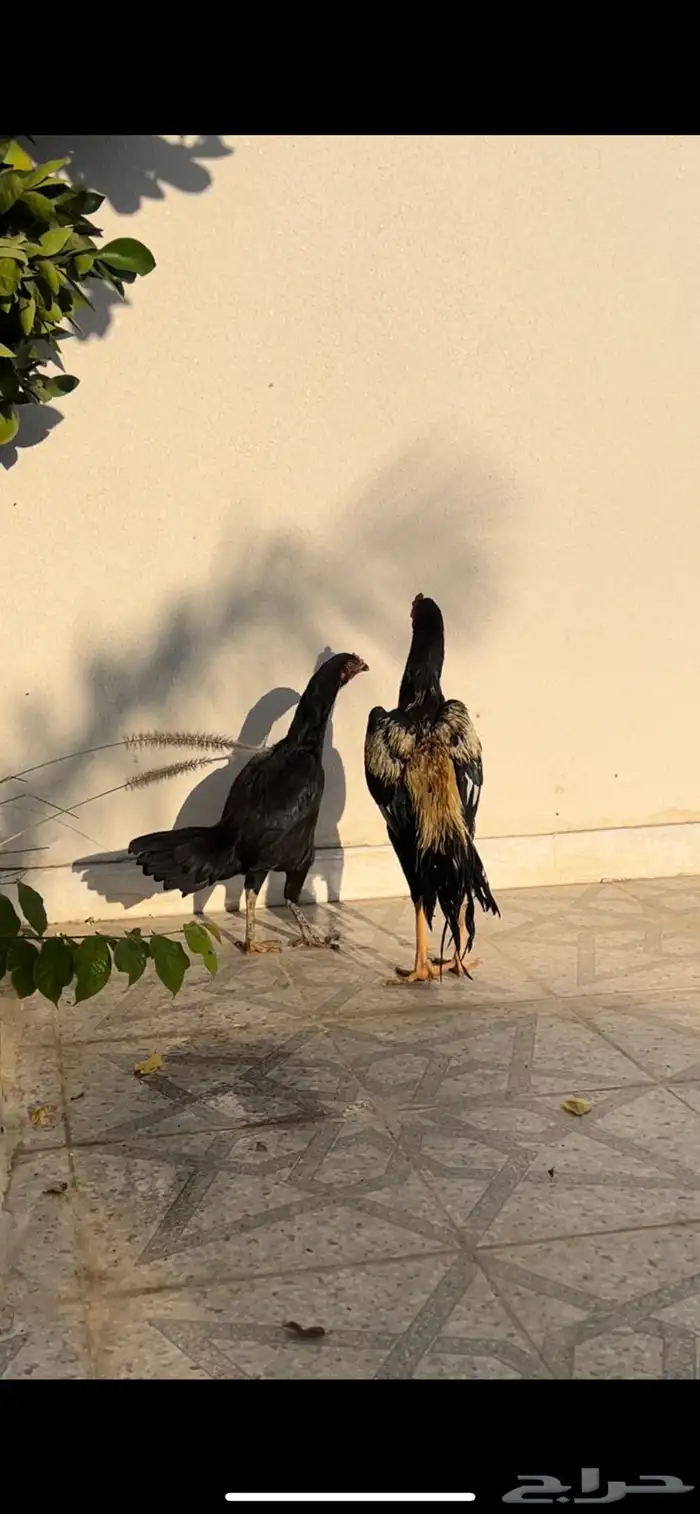 دجاج سندي بيييور 3