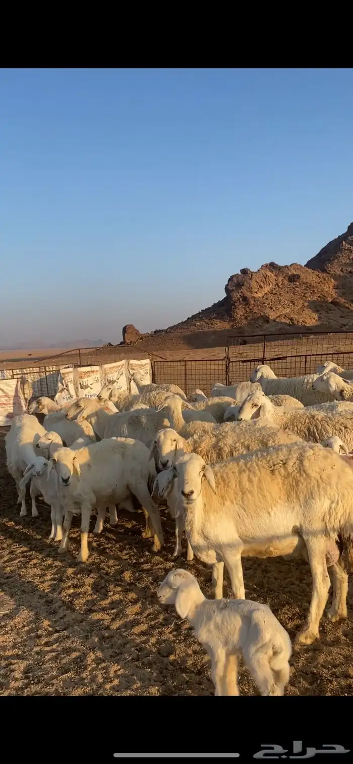 غنم خلفات 4