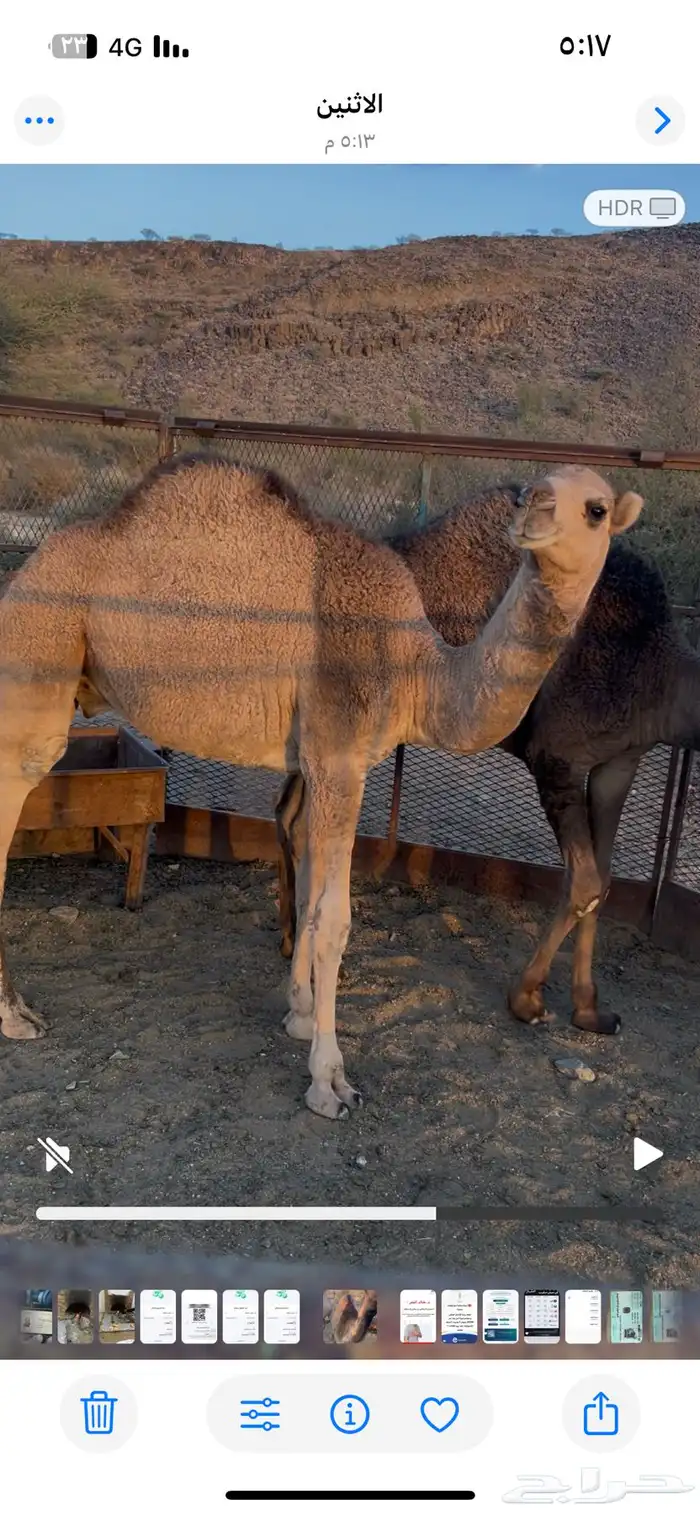 قعدان للبيع مفاريد 0