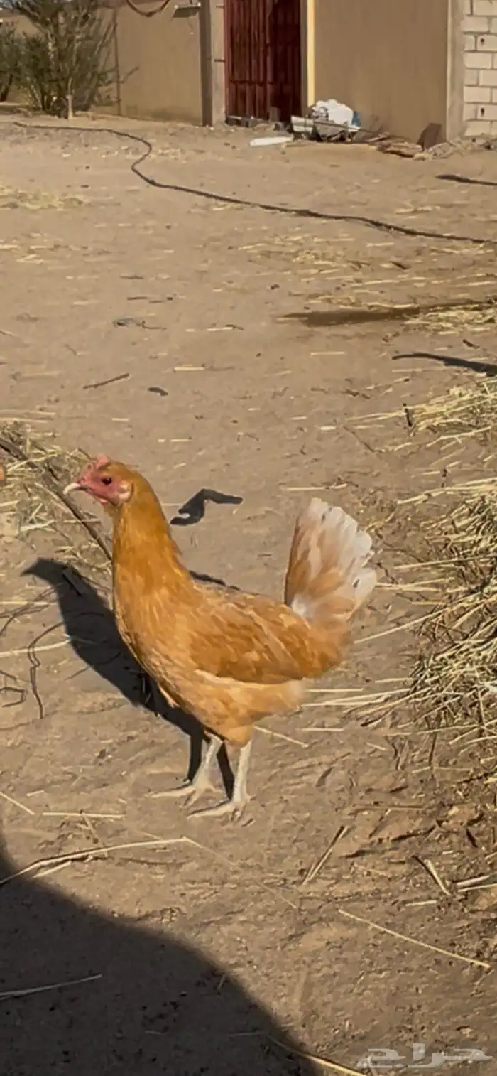 لبيع ديك و دجاجه 0