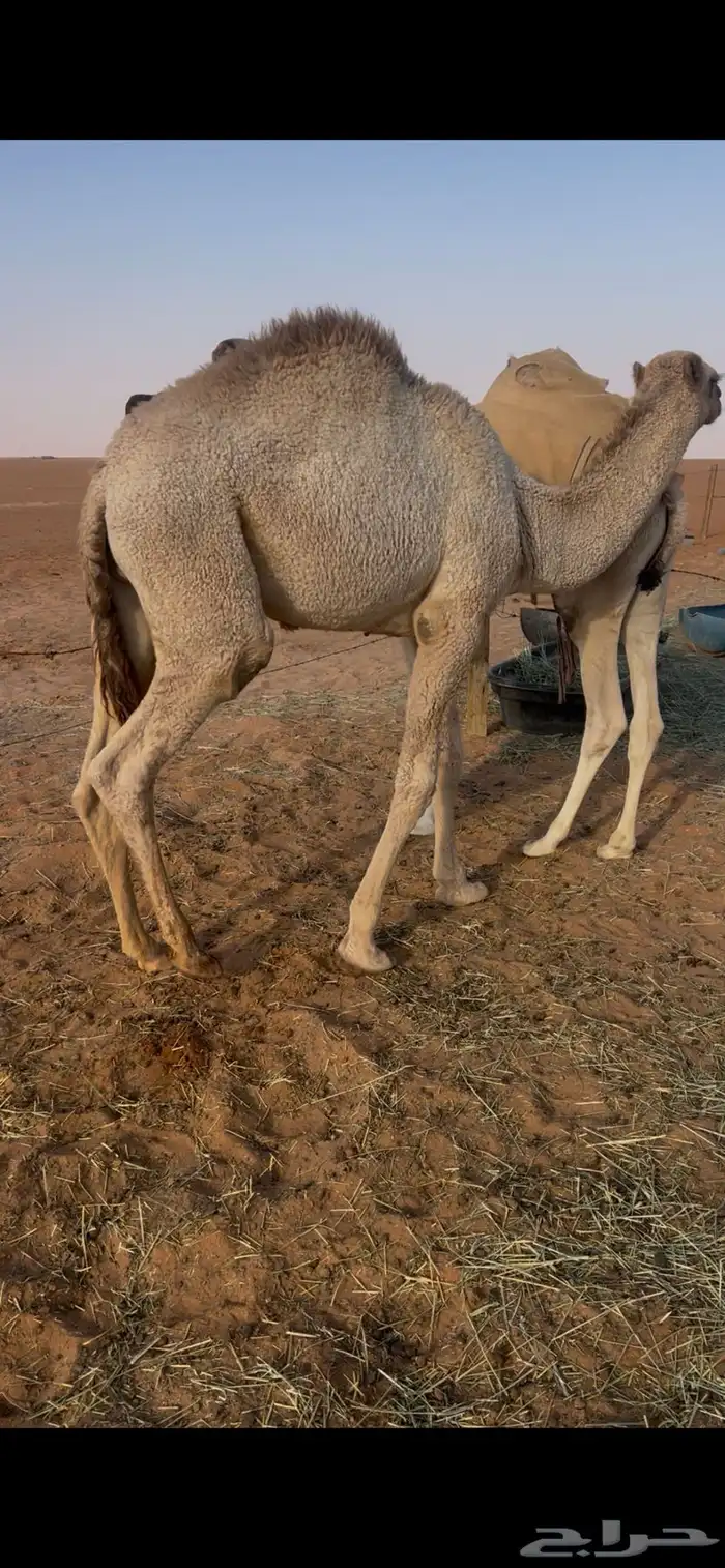 قعود قصب طيب 2