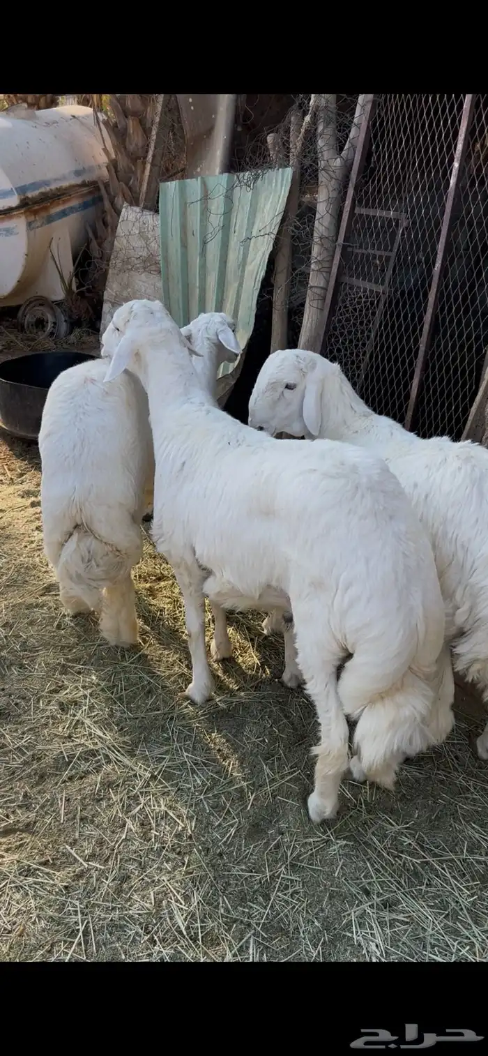 طليان جبره فل الفل ظهر وطرف 0