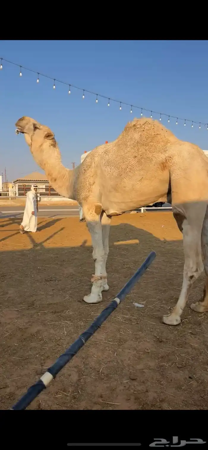 للبيع البعير الرماني الاوضح 0