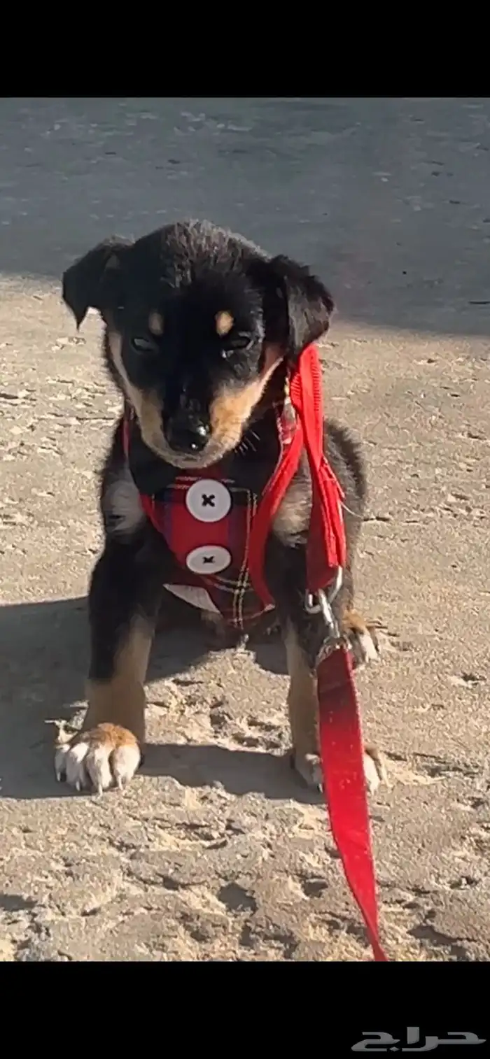 كلب للبيع عمره 3 شهور هجين جيرمن وروت وايلر 1