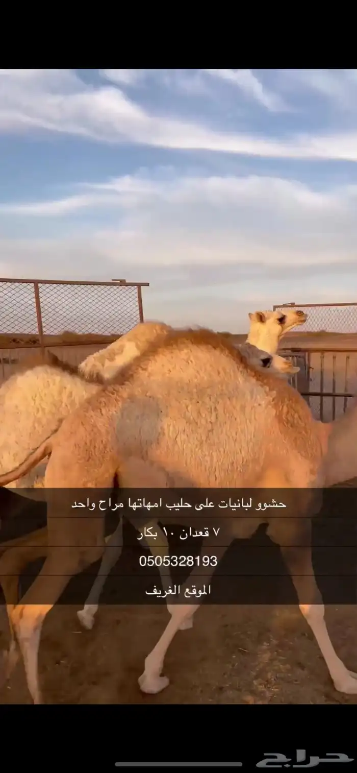 حشو على حليب فل شحم واطيب من التصوير 2