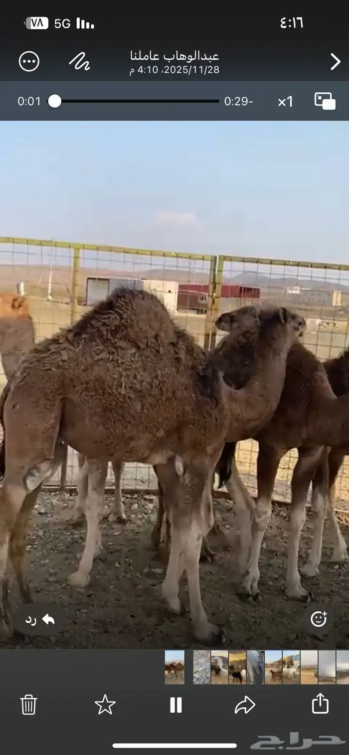 قعدان للبيع 1