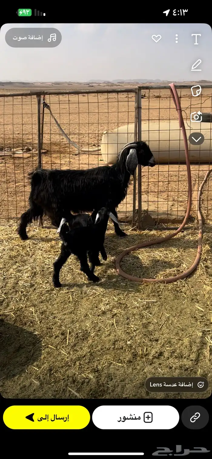 عنز عارضيه سديس تحتها تيس وجفره 0