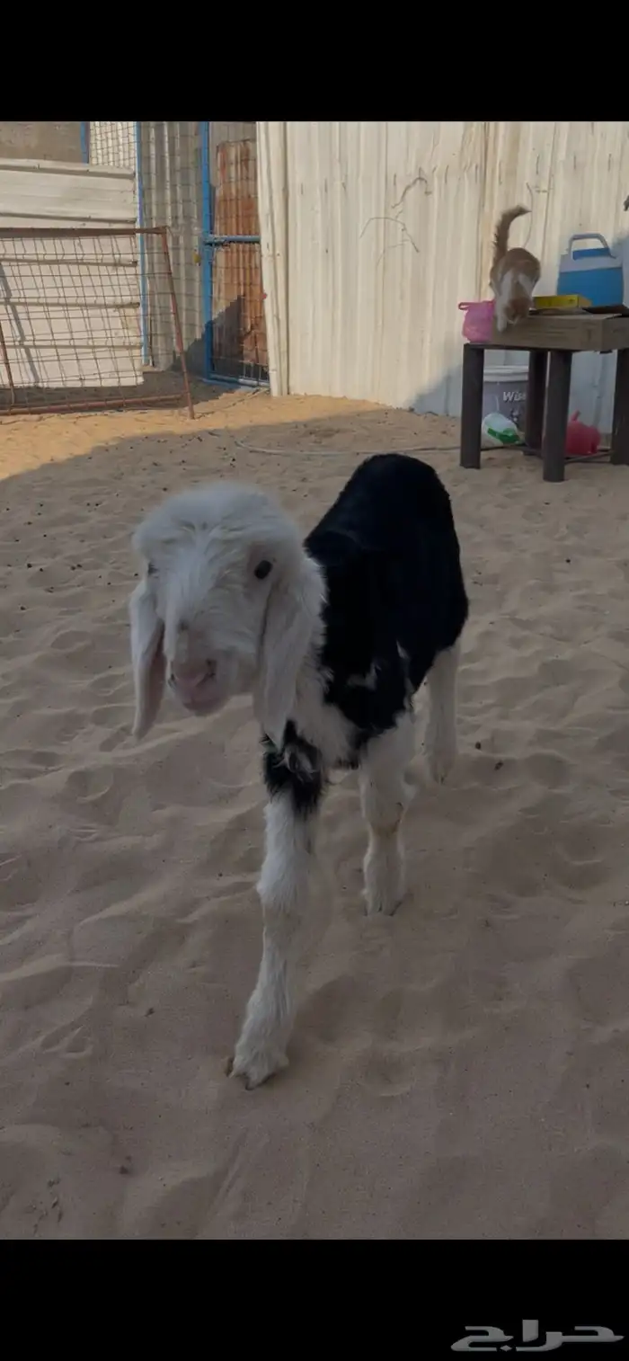 رخل نجديه داغوره 0