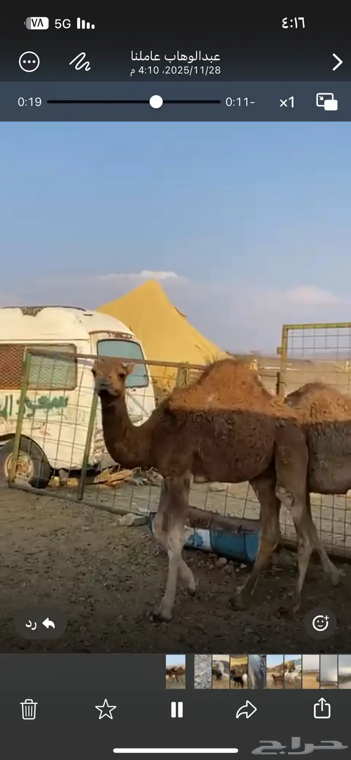 قعدان للبيع 0