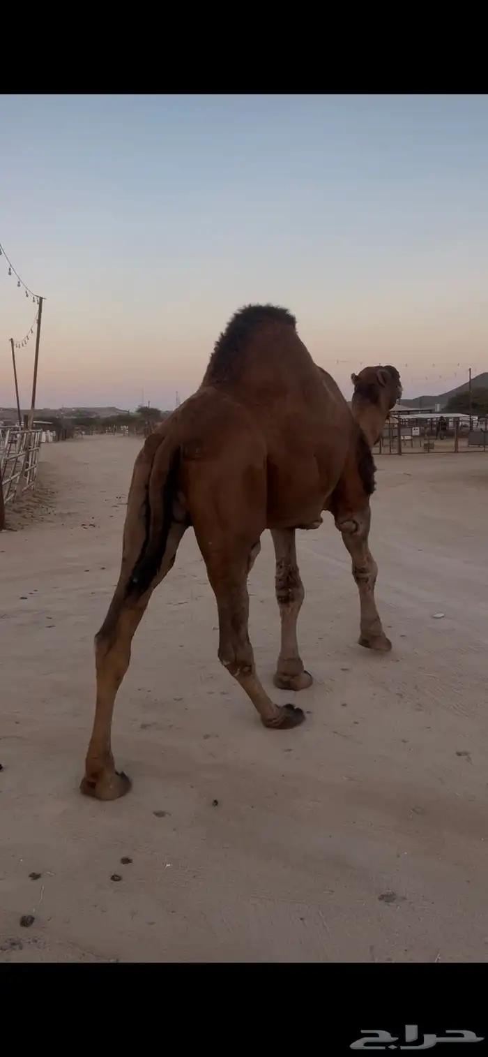 للبيع بعير حمر ادهم 1