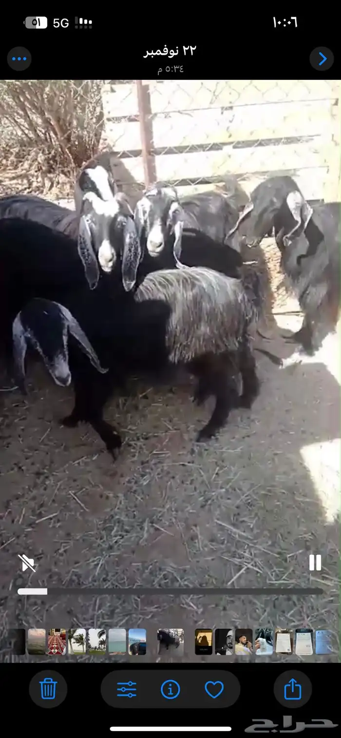 معزا دفيع قريب تلد 0