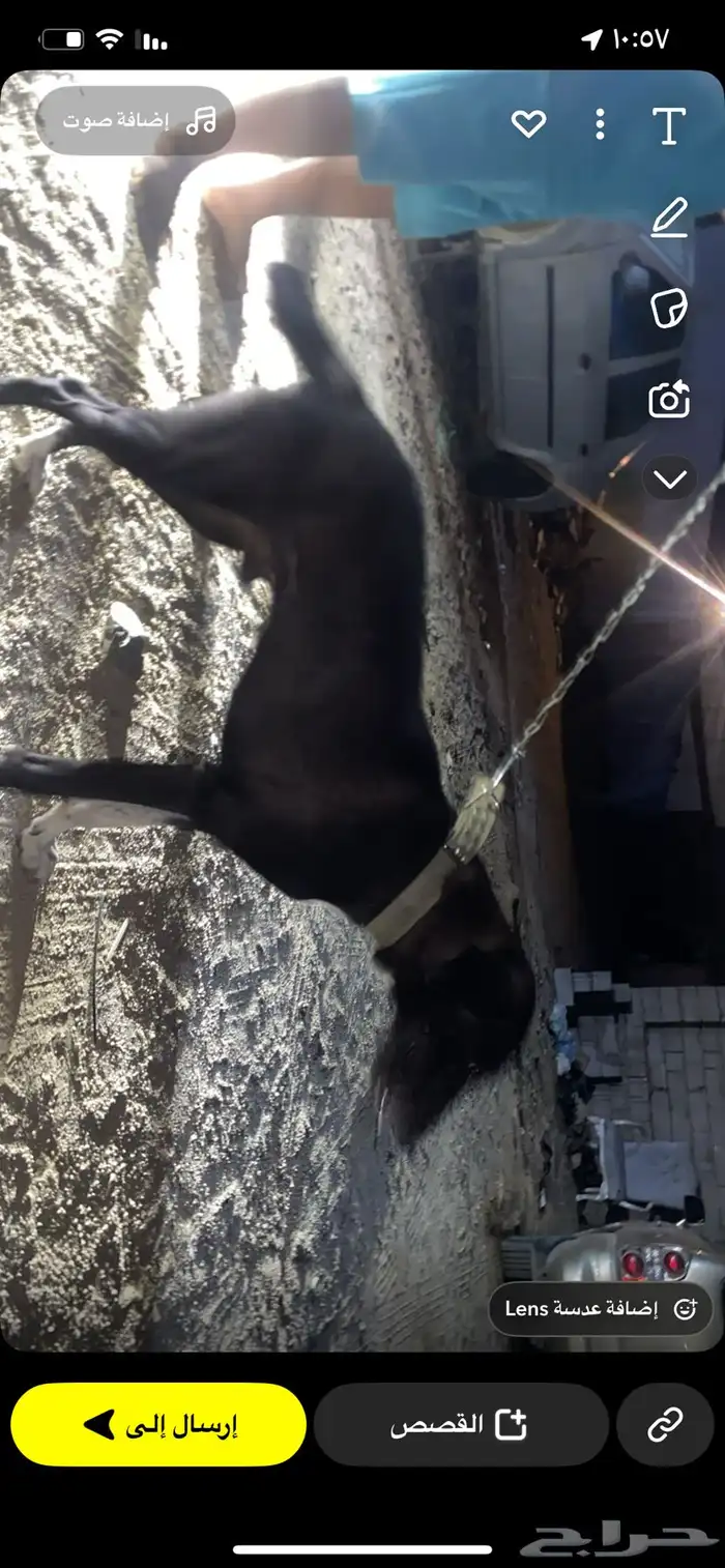 للبيع ذكر كلب هجين ينفع للحراسة ما شاء الله حجم الكلب كويس 0