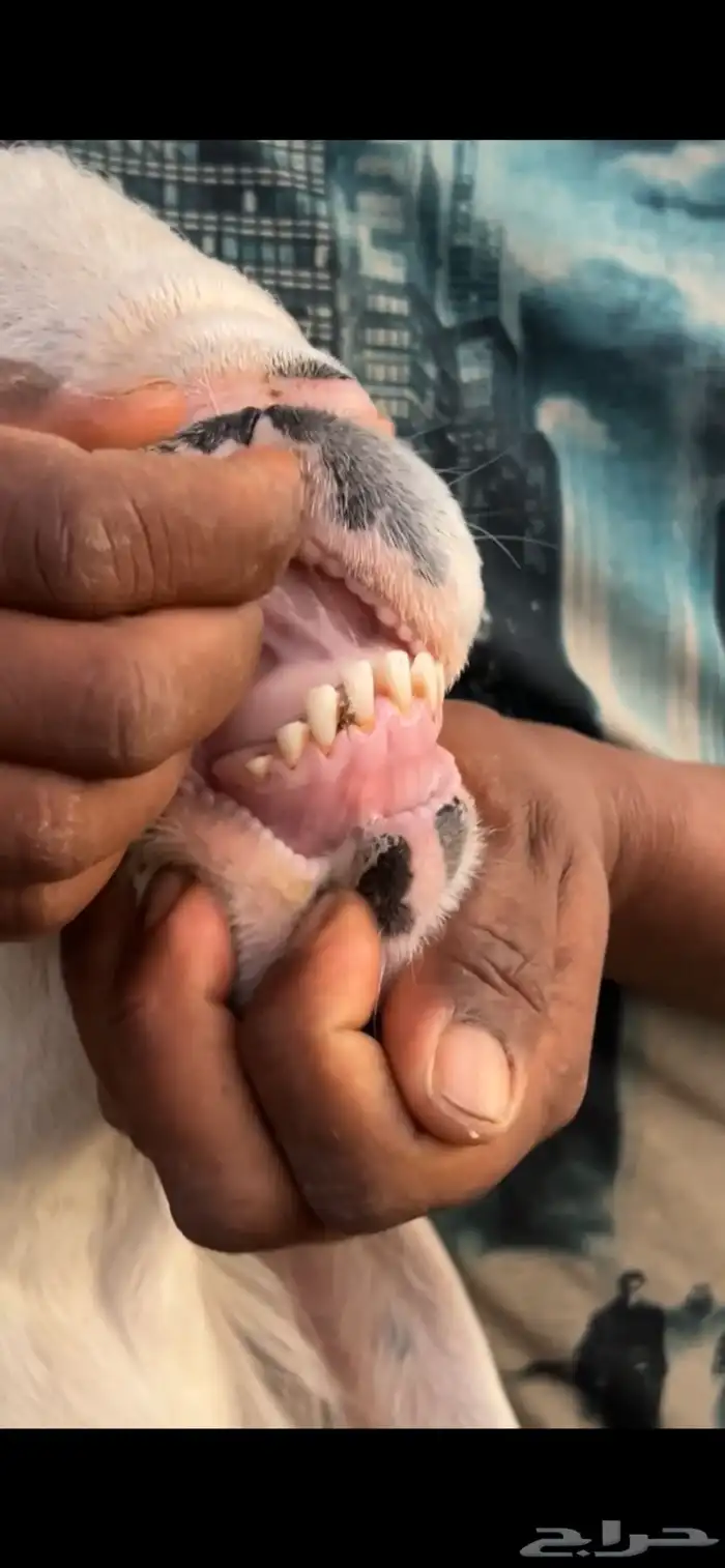 طلي جبر جذع 4