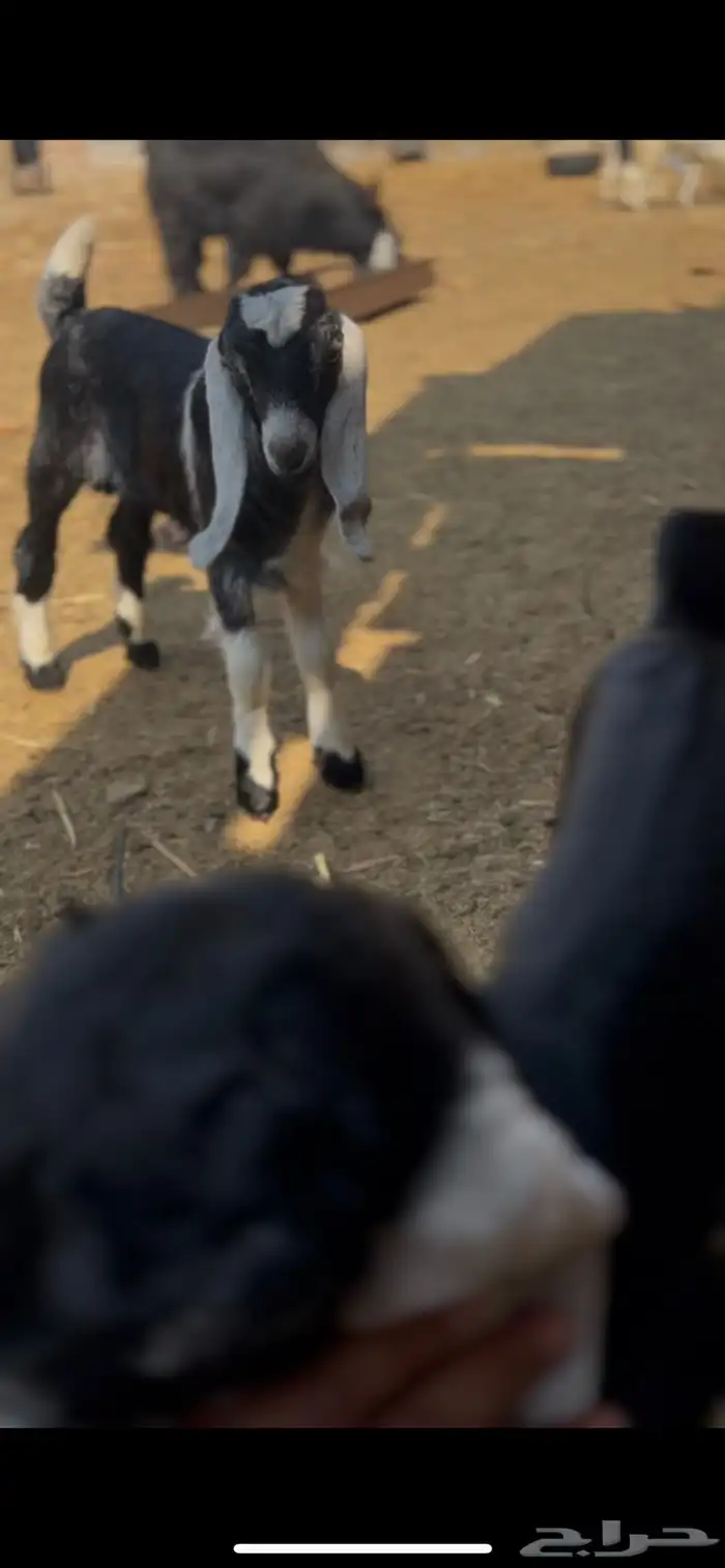 تيسين العمر 23 1