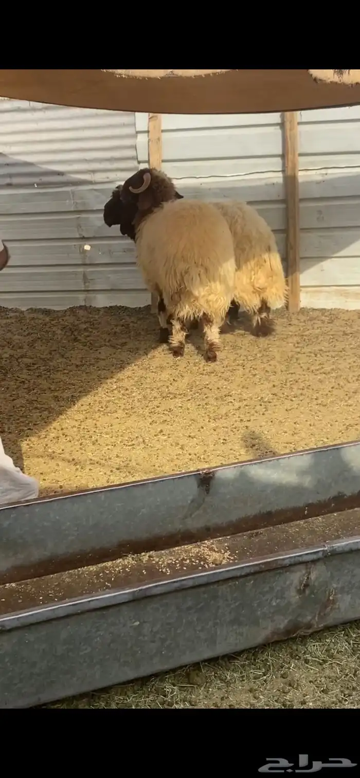 ذبيحتك إلى باب بيتك 3